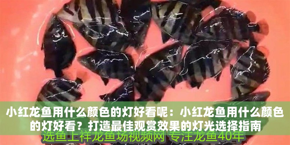 小紅龍魚用什么顏色的燈好看呢：小紅龍魚用什么顏色的燈好看？打造最佳觀賞效果的燈光選擇指南