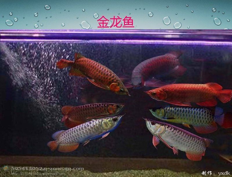 金龍魚(yú)資料大全最新版本更新內(nèi)容