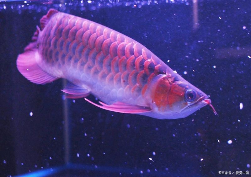 寵物金龍魚多少錢一條啊