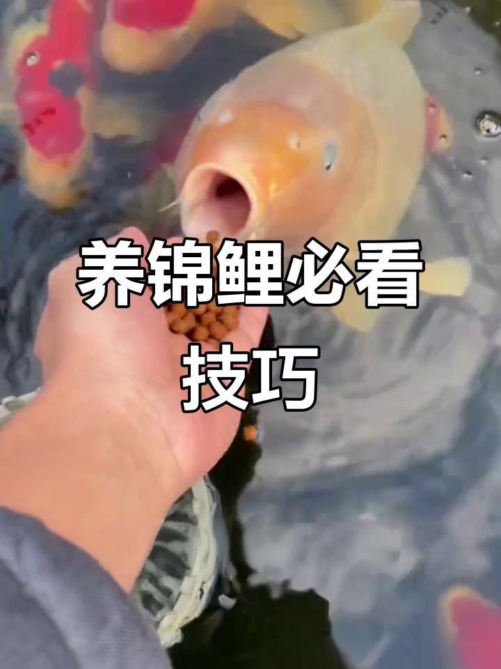 錦鯉怎么選才是好魚