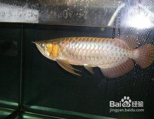 紅龍魚拒食怎么辦，如何解決紅龍魚拒食問題