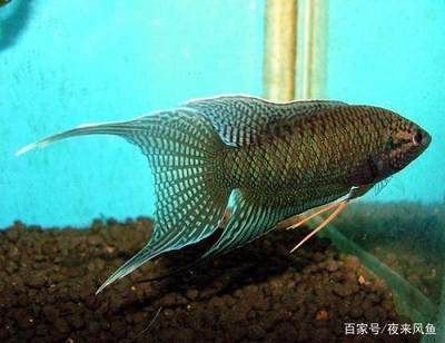 龍魚哪個品種價格最貴的魚，龍魚價格最貴的品種包括