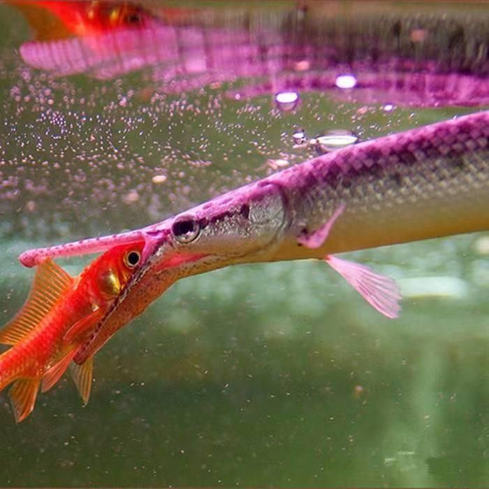 尖嘴鱷可以和龍魚一起養嗎？