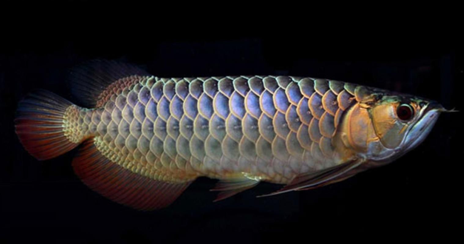 金龍魚的樣子圖片