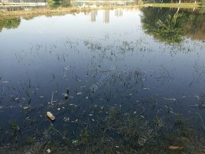銀龍魚水質管理方法：銀龍魚氨氮硝氮管理方法，銀龍魚水硬度最佳范圍