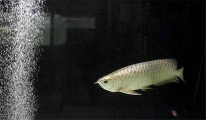 銀龍魚水質管理方法：銀龍魚氨氮硝氮管理方法，銀龍魚水硬度最佳范圍