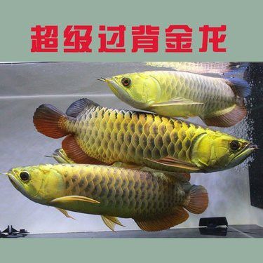 30cm的過背金龍魚大概多少錢？