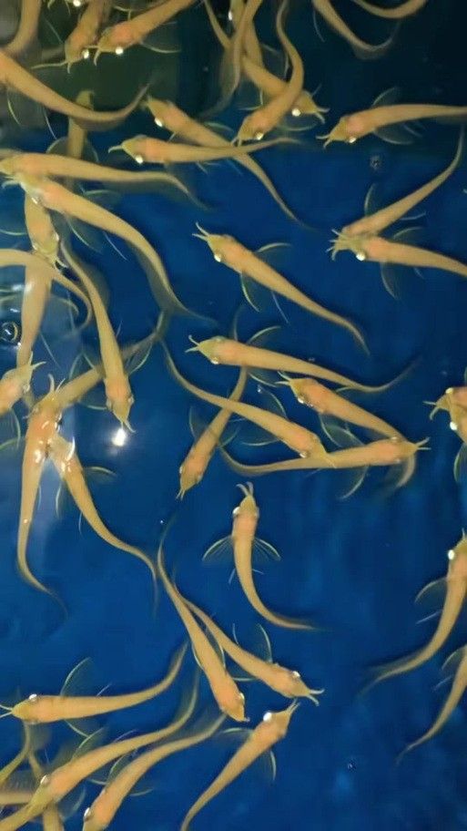 銀龍魚苗圖片大全大圖