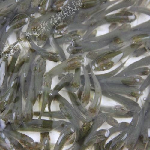 銀龍魚苗圖片大全大圖