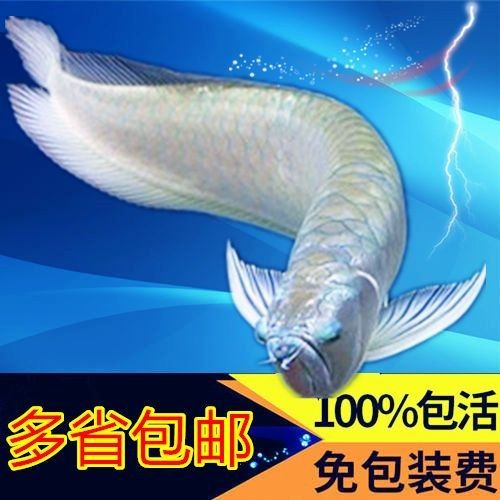 銀龍魚苗圖片大全大圖