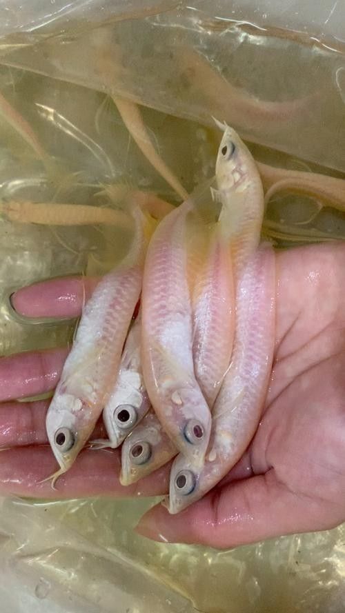 銀龍魚苗圖片大全大圖