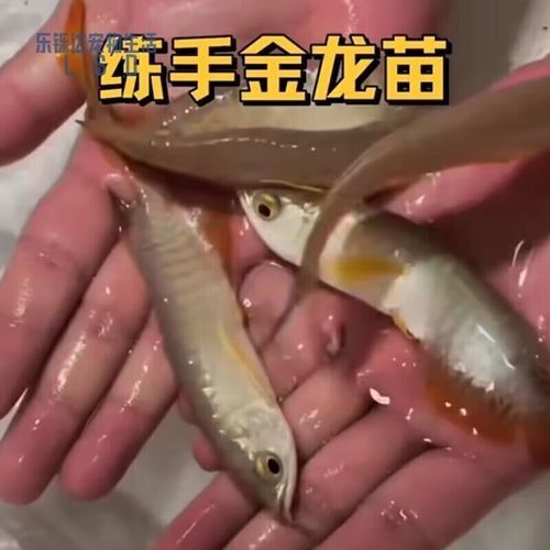銀龍魚苗圖片大全大圖