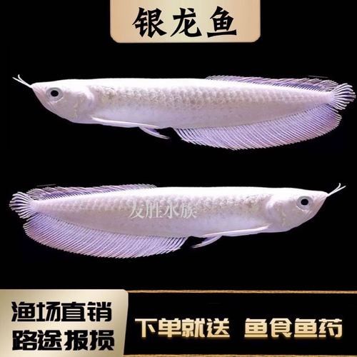 銀龍魚苗圖片大全大圖