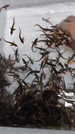 銀龍魚苗圖片大全大圖