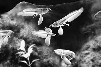 銀龍魚苗圖片大全大圖