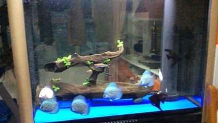 廣州魚缸批發(fā)v祥龍魚場（廣州魚缸定做-祥龍魚場）