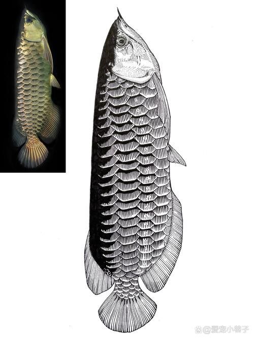 金龍魚卡通畫