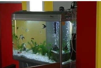 魚缸多久換一次水最好（如何降低魚缸氨氮含量）