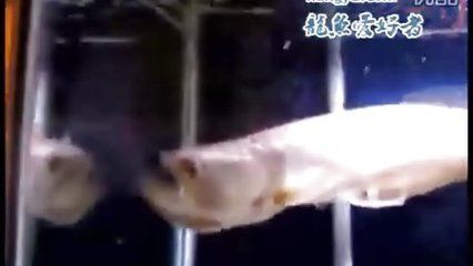 龍魚能吃老鼠嗎：龍魚在特定情況下可以吃老鼠，但這種情況下龍魚會吃老鼠
