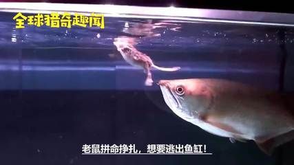 龍魚能吃老鼠嗎：龍魚在特定情況下可以吃老鼠，但這種情況下龍魚會吃老鼠
