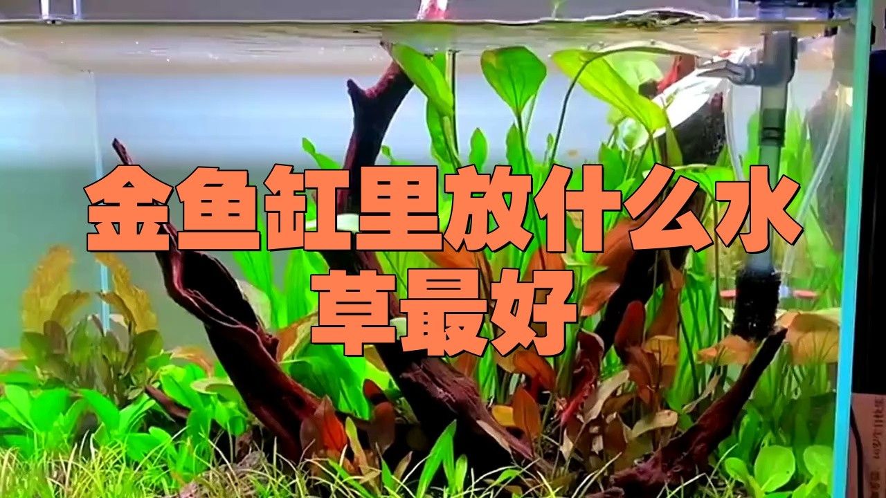 金龍魚缸中應該放哪些水草？