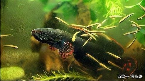 鬼王雷龍魚繁殖季節(jié)是什么時候？