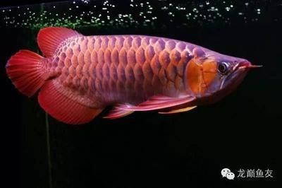 紅龍魚褪色了怎么回事（紅龍魚為什么會(huì)褪色？）