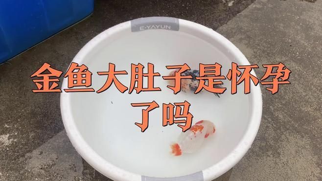 如何判斷金魚是否懷卵成功？