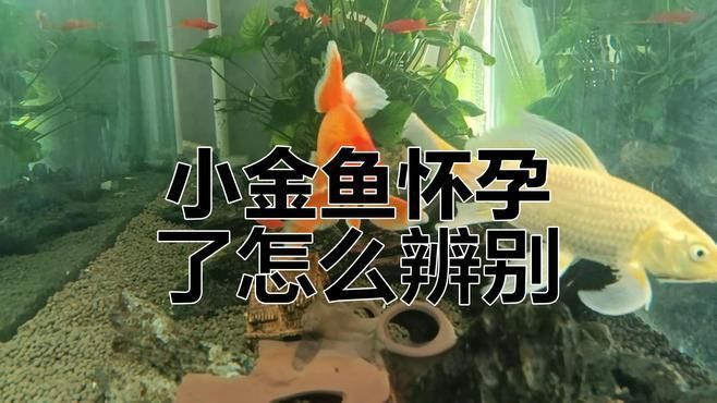 如何判斷金魚是否懷卵成功？