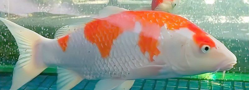 錦鯉掉色了變白了怎么辦