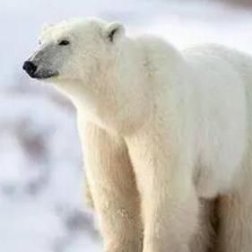 錦鯉掉色了變白了怎么辦