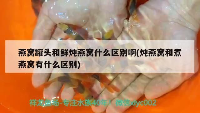 龍魚加維他命越來越吃得多，如何判斷龍魚是否缺維生素