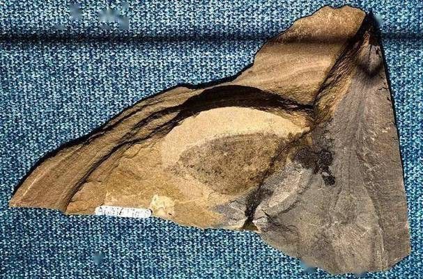 巢湖龍魚化石圖片高清大圖