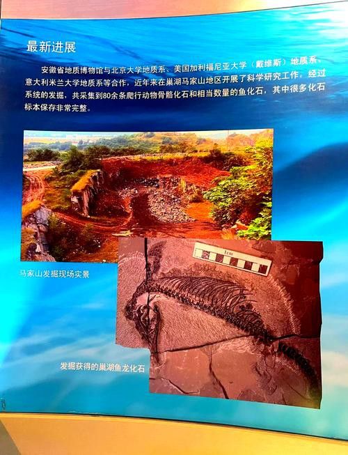 巢湖龍魚化石圖片高清大圖