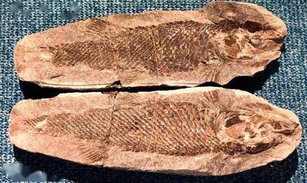 巢湖龍魚化石圖片高清大圖