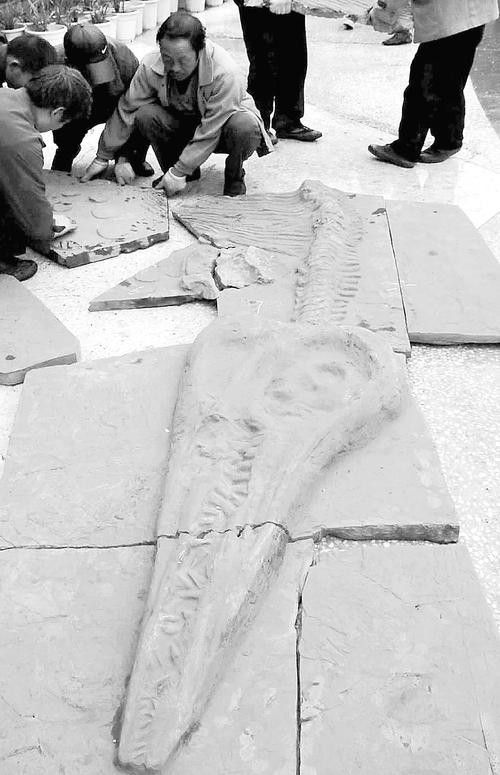 巢湖龍魚化石圖片高清大圖