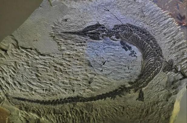 巢湖龍魚化石圖片高清大圖