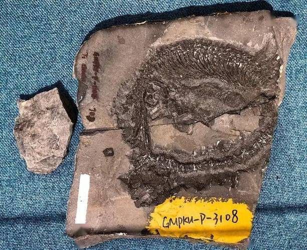 巢湖龍魚化石圖片高清大圖