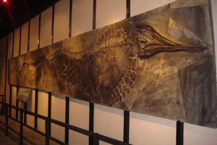 巢湖龍魚化石圖片高清大圖