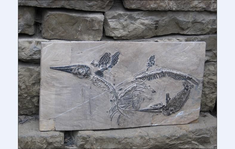 巢湖龍魚化石圖片高清大圖