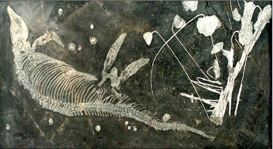 巢湖龍魚化石圖片高清大圖