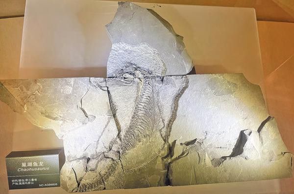 巢湖龍魚化石圖片高清大圖