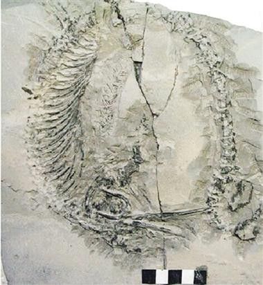 巢湖龍魚化石圖片高清大圖