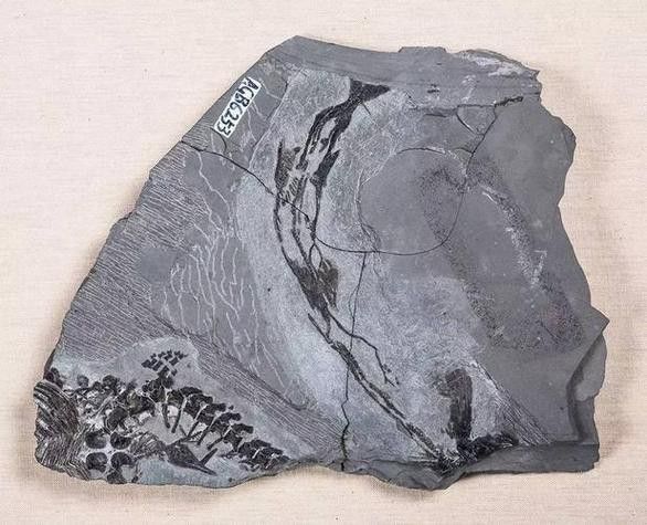 巢湖龍魚化石圖片高清大圖