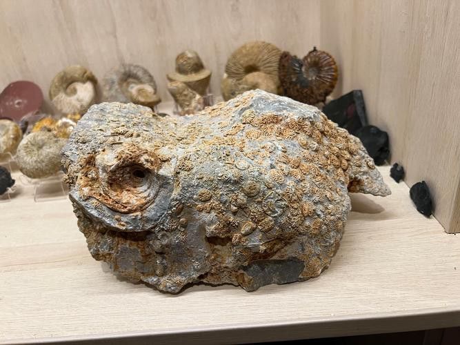 巢湖龍魚化石圖片高清大圖