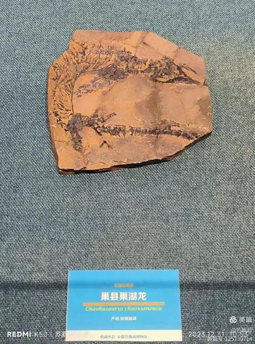 巢湖龍魚化石圖片高清大圖