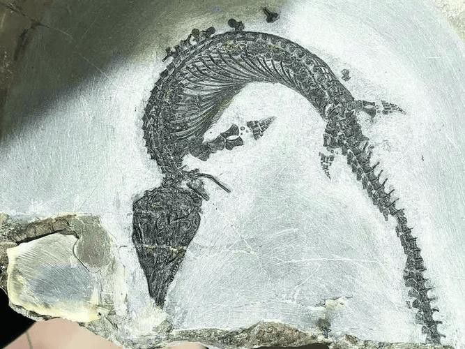 巢湖龍魚化石圖片高清大圖