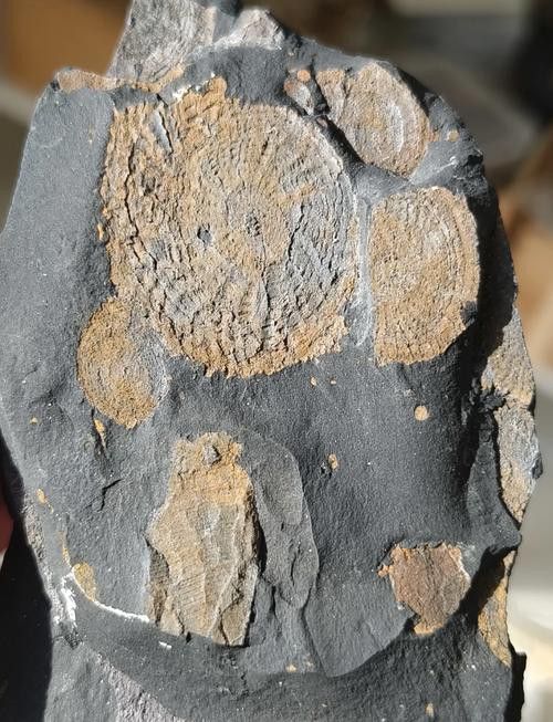巢湖龍魚化石圖片高清大圖