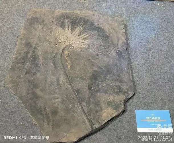 巢湖龍魚化石圖片高清大圖