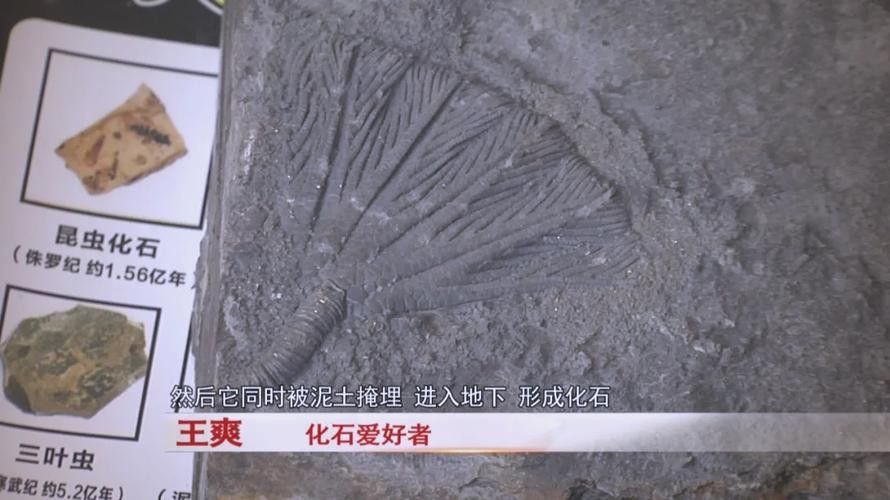 巢湖龍魚化石圖片高清大圖